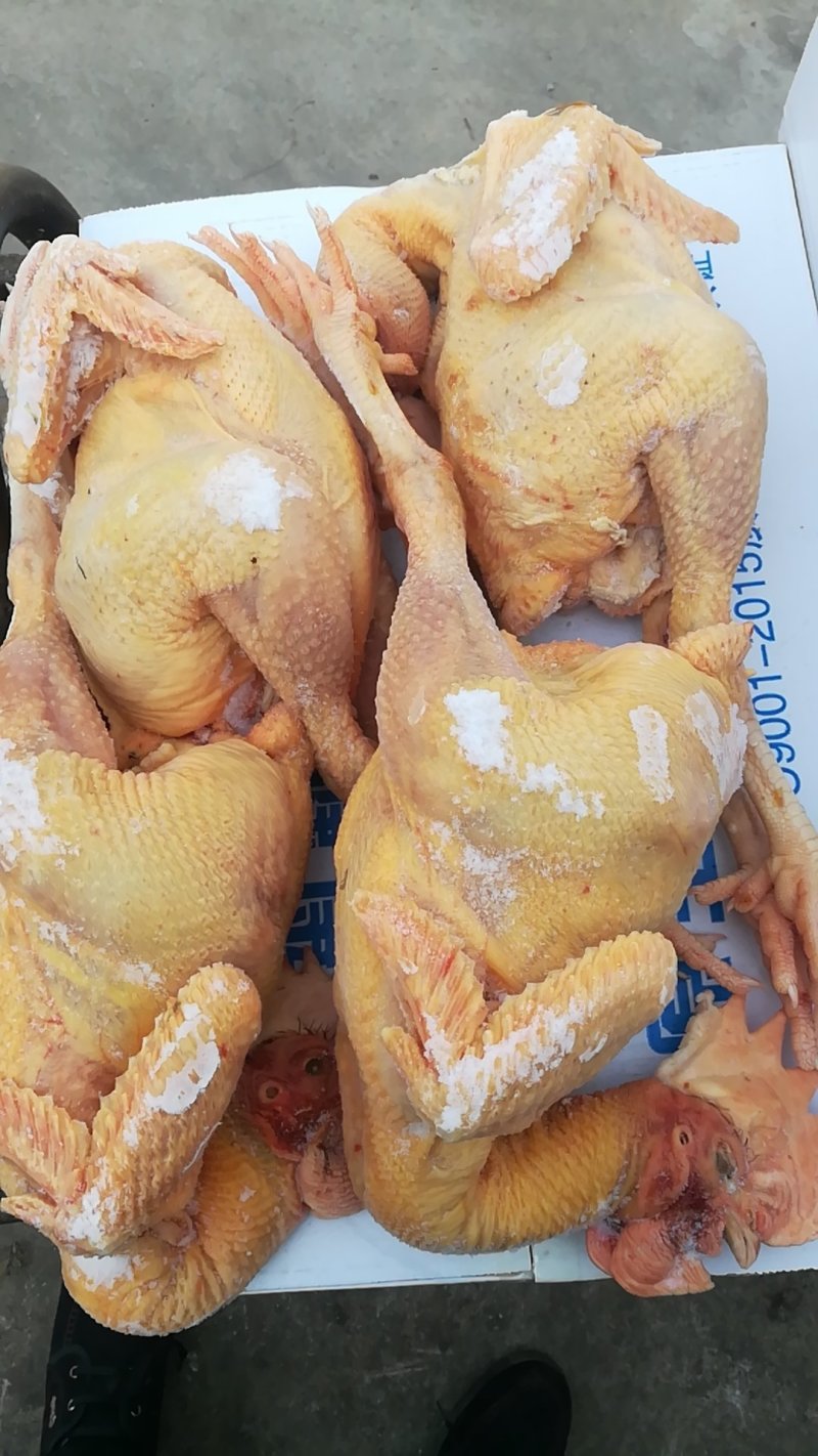白条鸡