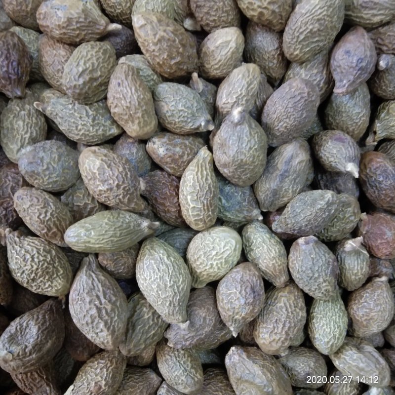 批发胖大海各种规格润喉茶胖大海散装花草茶胖大海茶