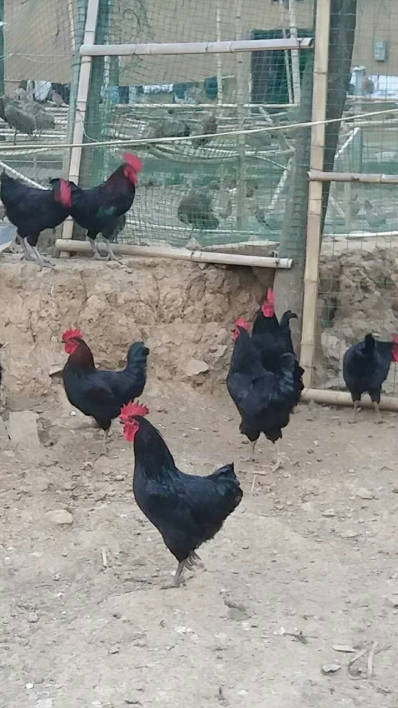 黑土鸡公苗山地放养土鸡苗黑凤鸡苗质鸡保证