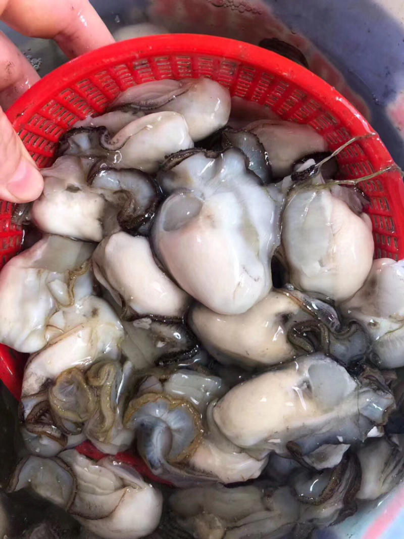 生蚝肉鲜活现剥牡蛎肉去壳海蛎子肉批发每天新鲜