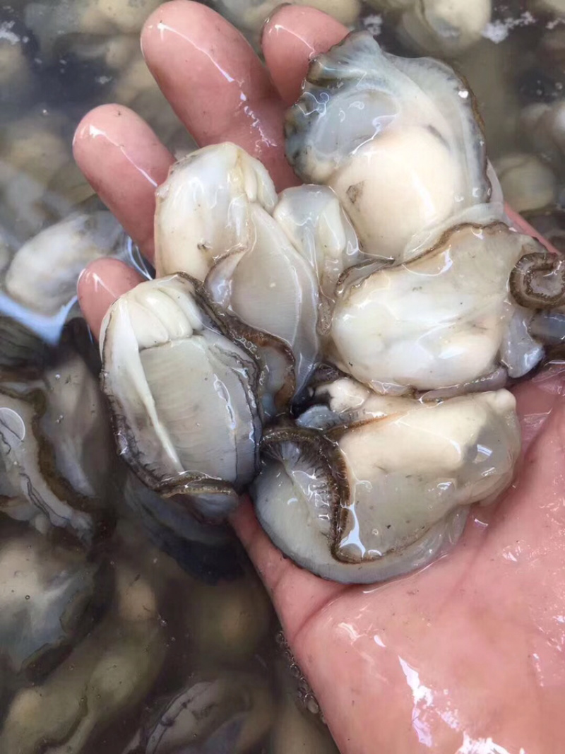生蚝肉鲜活现剥牡蛎肉去壳海蛎子肉批发每天新鲜