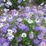五色菊种子小花密花植物花卉花期长的庭院野菊花秋季花草种籽