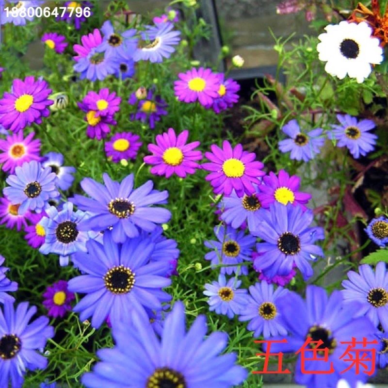 五色菊种子小花密花植物花卉花期长的庭院野菊花秋季花草种籽