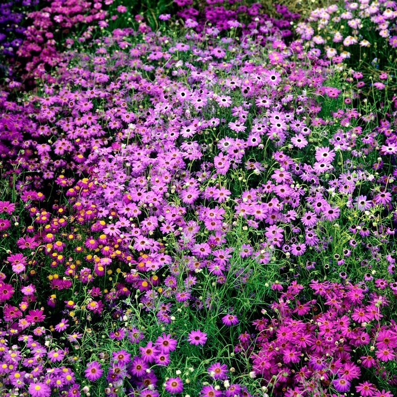 五色菊种子小花密花植物花卉花期长的庭院野菊花秋季花草种籽