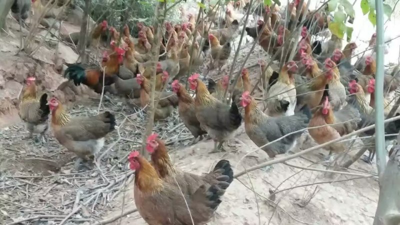 基地直卖优质清远麻鸡苗二号麻鸡土鸡苗另有散养土鸡苗