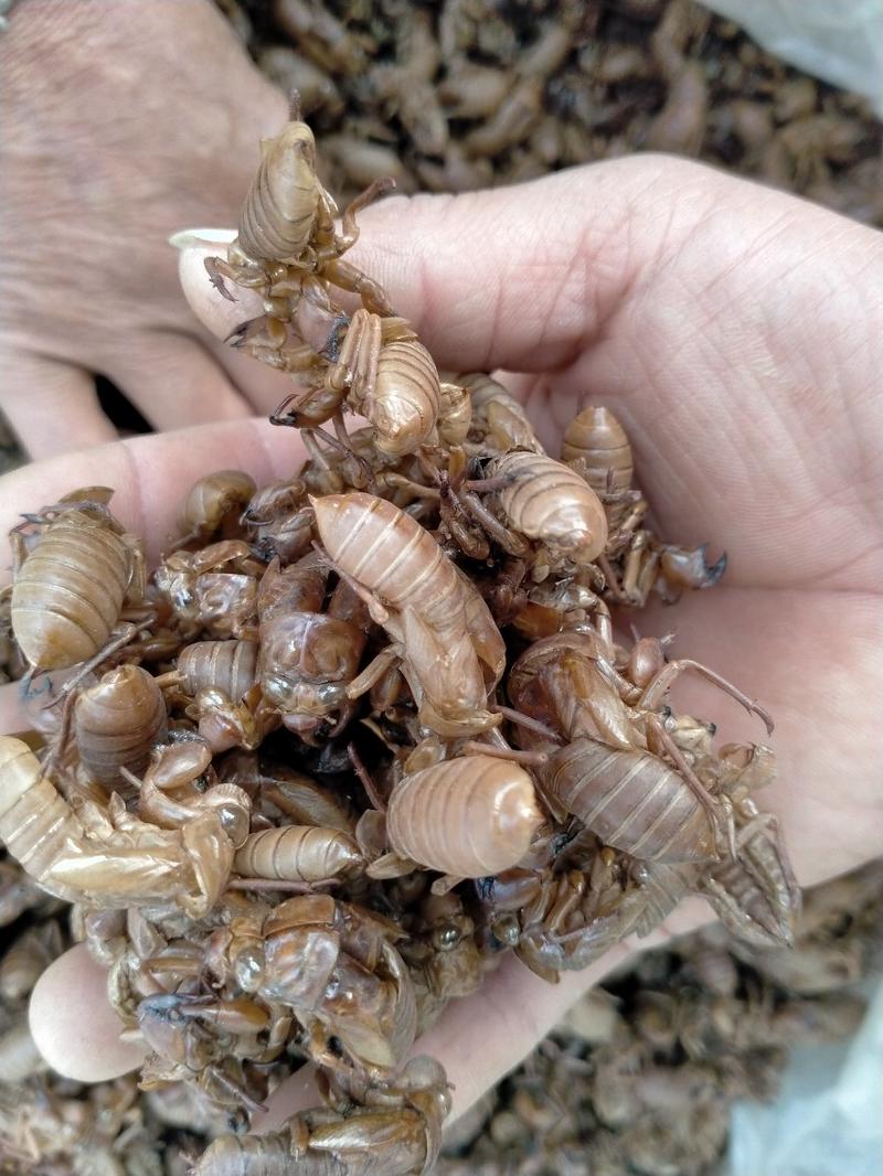 蝉蜕！水洗蝉蜕！产地直销一手货源价格优！