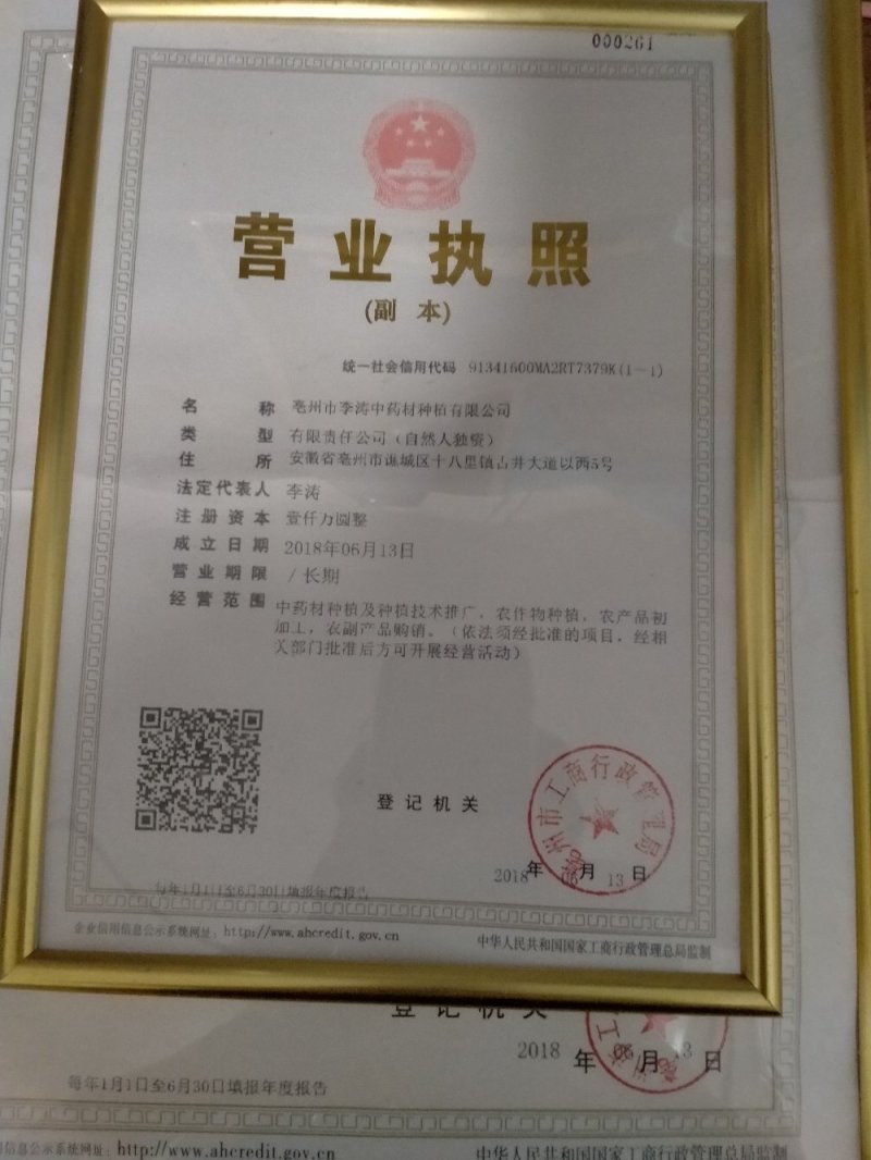 海金沙！干净无杂质！大货批发一手货源价格优！