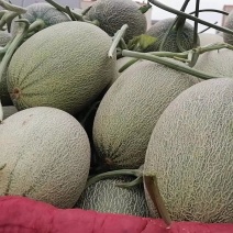西州蜜25