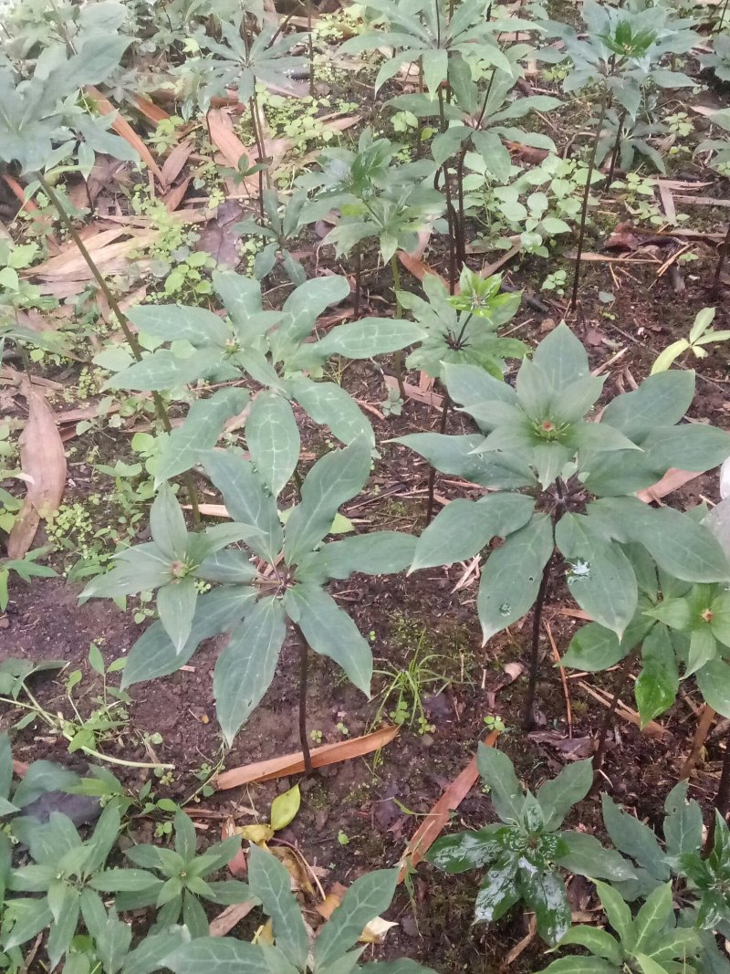 重楼，有重楼苗大的小的都有，成活率高看上的私聊