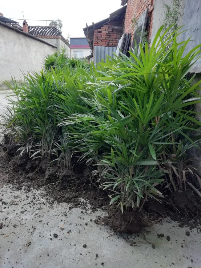 【精品】福建棕竹大叶棕竹粗细均有基地直供品质保证欢迎下单