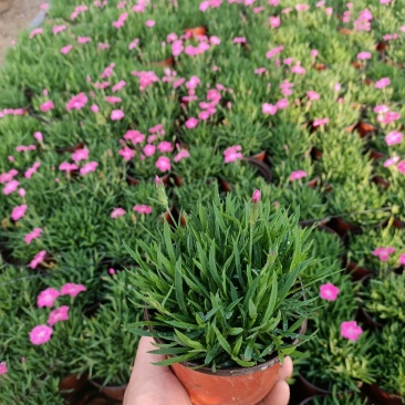 开花草坪欧石竹花期300天