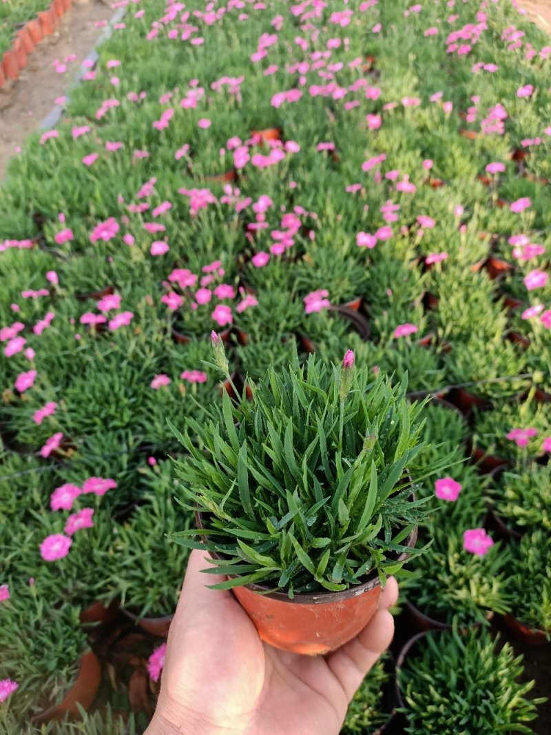 开花草坪欧石竹花期300天