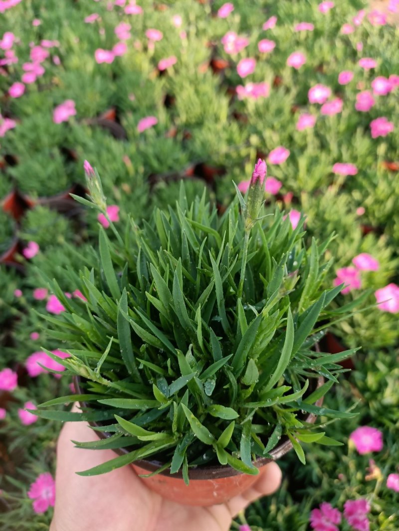 开花草坪欧石竹花期300天