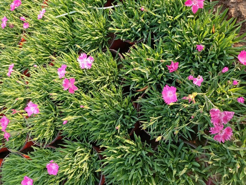 开花草坪欧石竹花期300天