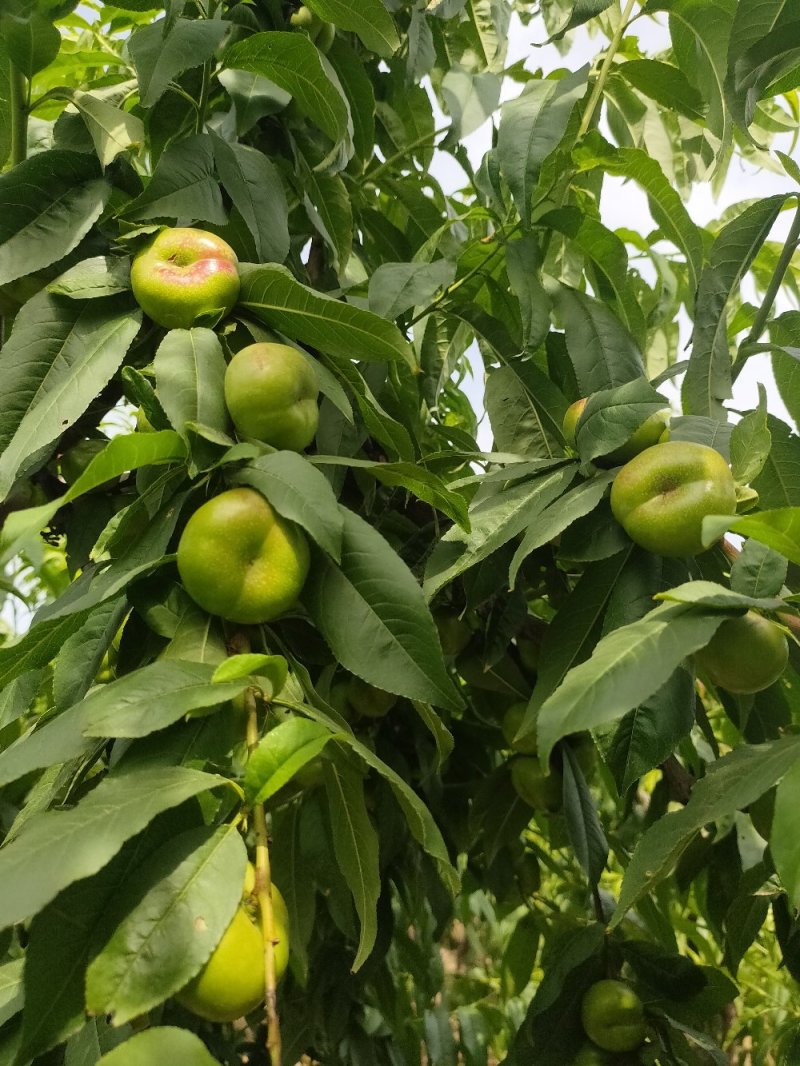 陕西省大荔县范家镇，欢迎五湖四海的客商订购量大优先。
