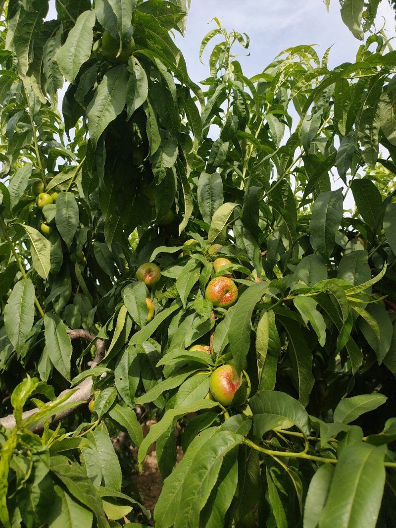 陕西省大荔县范家镇，欢迎五湖四海的客商订购量大优先。