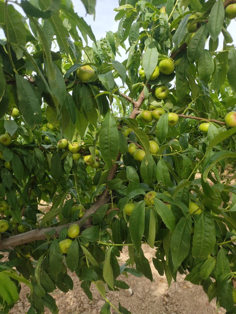 陕西省大荔县范家镇，欢迎五湖四海的客商订购量大优先。