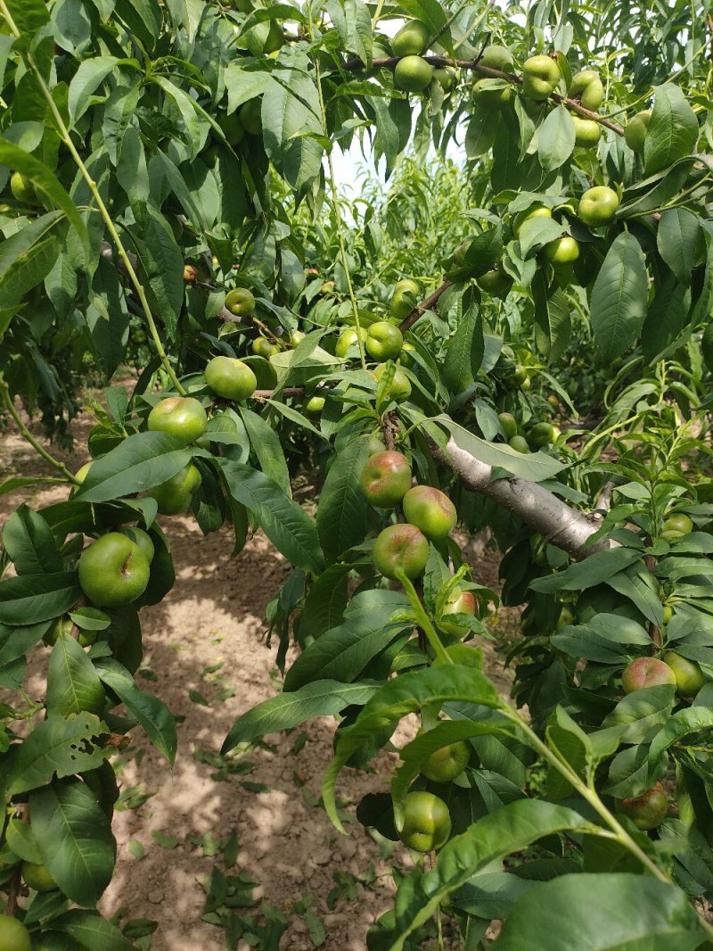 陕西省大荔县范家镇，欢迎五湖四海的客商订购量大优先。