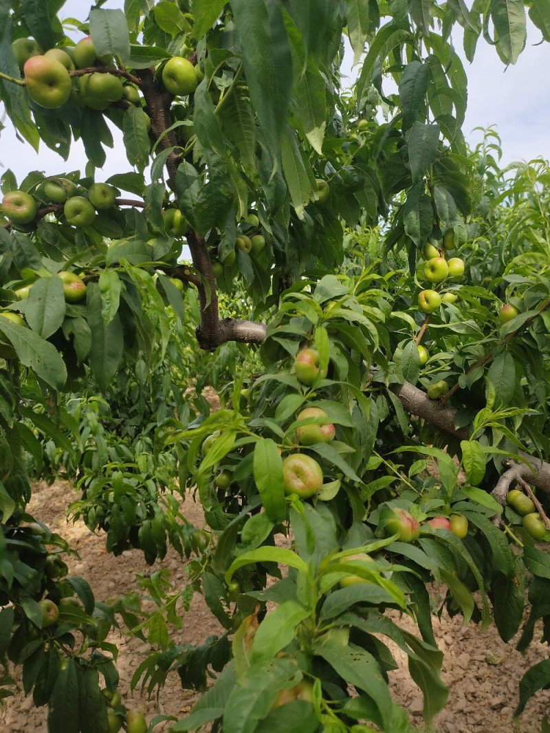 陕西省大荔县范家镇，欢迎五湖四海的客商订购量大优先。
