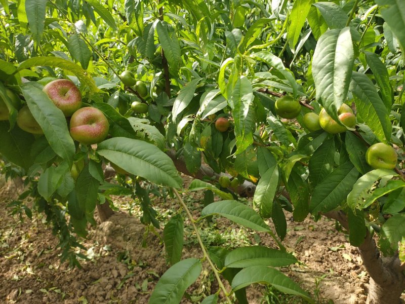 陕西省大荔县范家镇，欢迎五湖四海的客商订购量大优先。