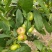 陕西省大荔县范家镇，欢迎五湖四海的客商订购量大优先。