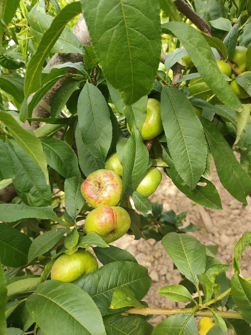 陕西省大荔县范家镇，欢迎五湖四海的客商订购量大优先。