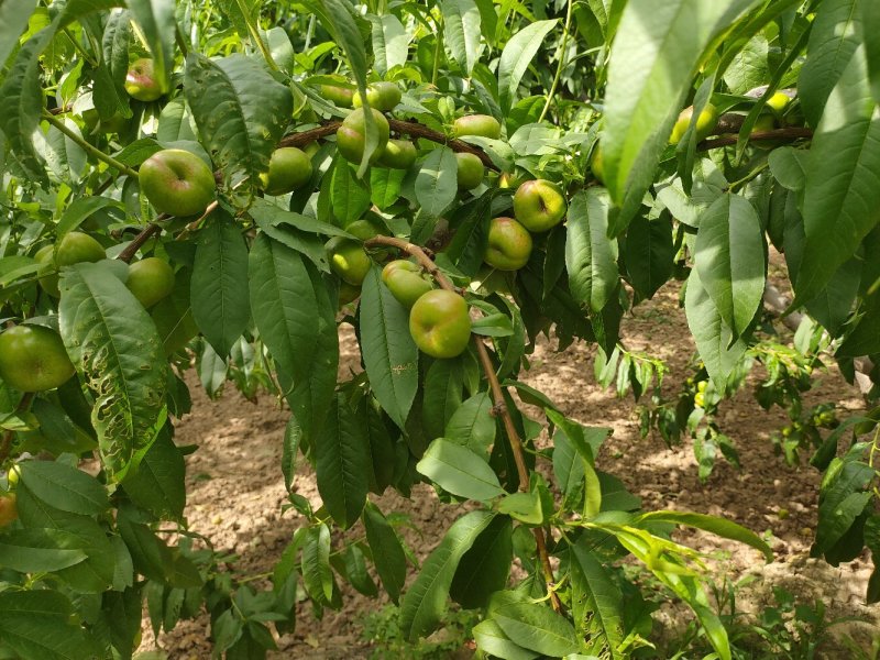陕西省大荔县范家镇，欢迎五湖四海的客商订购量大优先。