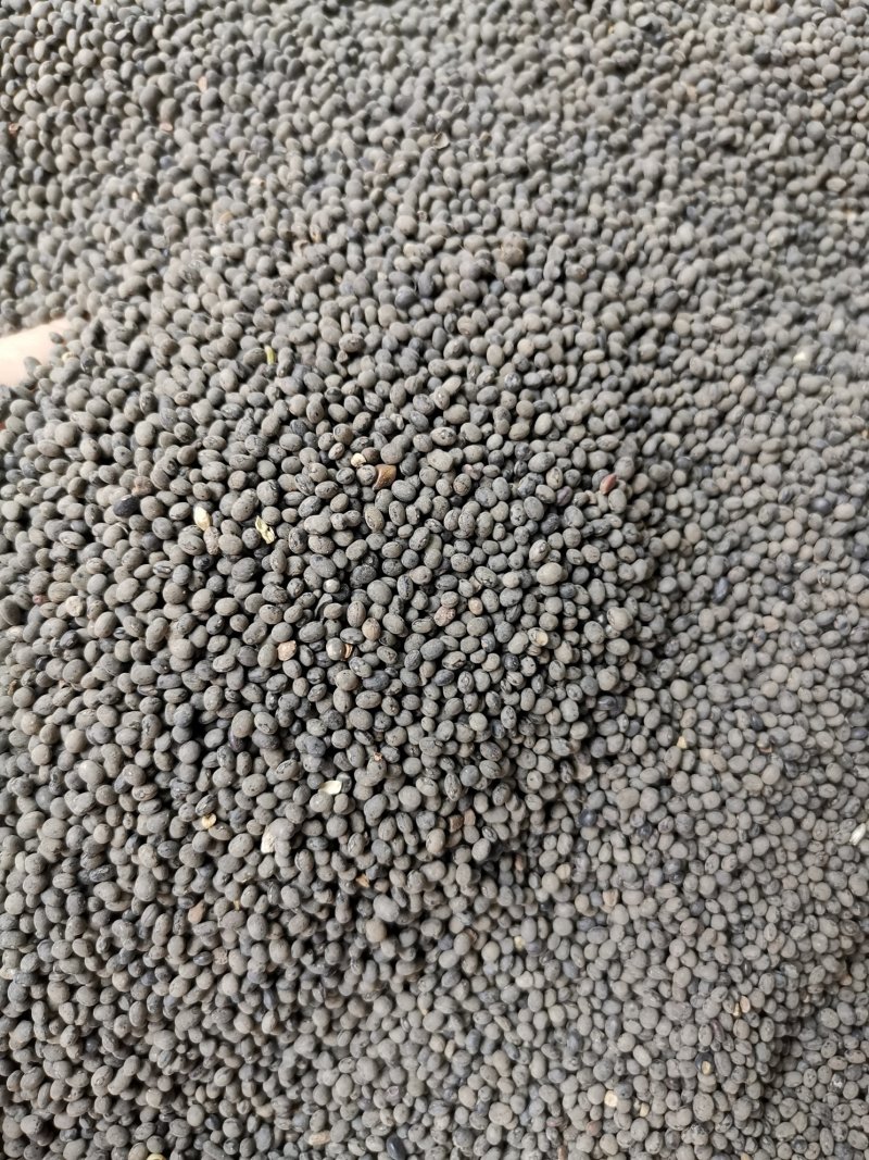 白花菜子优质无硫无杂质净货新货产地直销白花菜籽