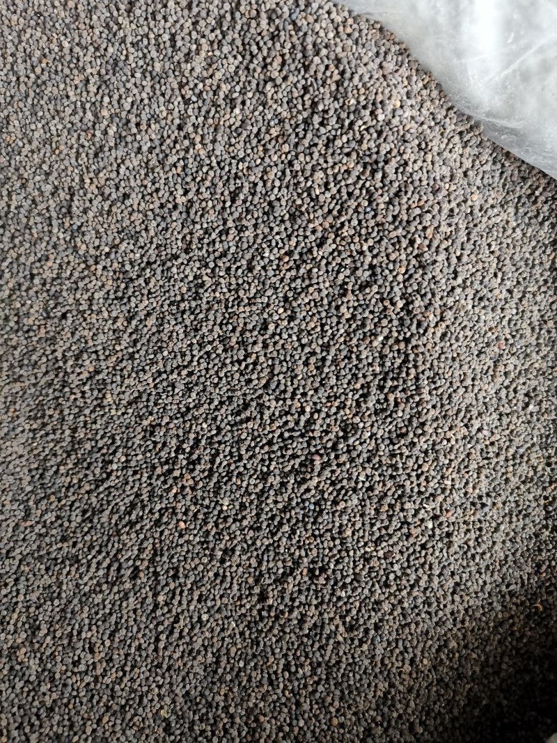 白花菜子优质无硫无杂质净货新货产地直销白花菜籽