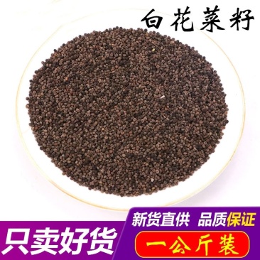 白花菜子优质无硫无杂质净货新货产地直销白花菜籽