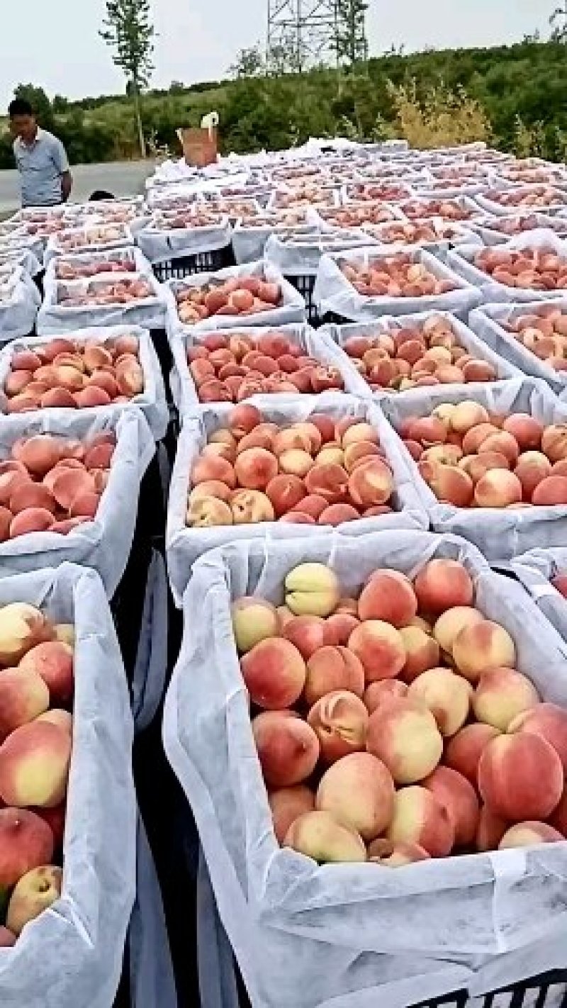 湖北随县已经上市品种有早熟中熟红不染曙光……