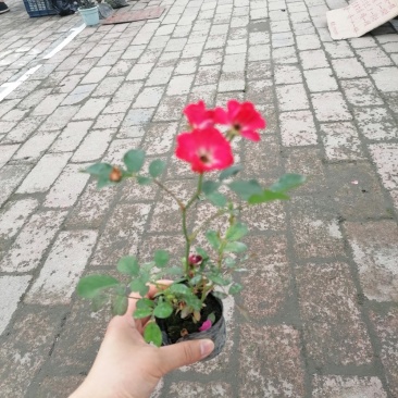 丰花月季杯苗大杯苗小杯苗都有货，丰花月季花朵小，花量丰富