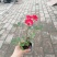 丰花月季杯苗大杯苗小杯苗都有货，丰花月季花朵小，花量丰富