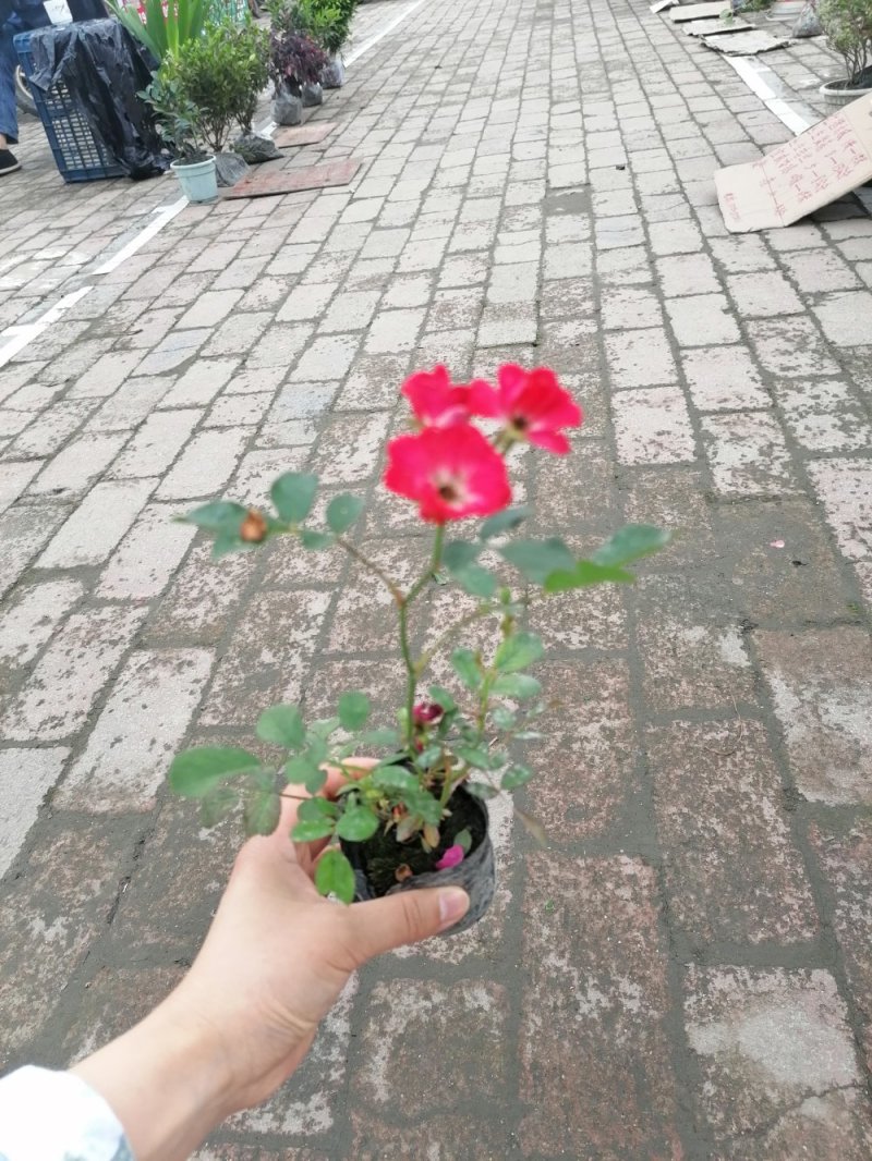 丰花月季杯苗大杯苗小杯苗都有货，丰花月季花朵小，花量丰富