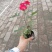 丰花月季杯苗大杯苗小杯苗都有货，丰花月季花朵小，花量丰富