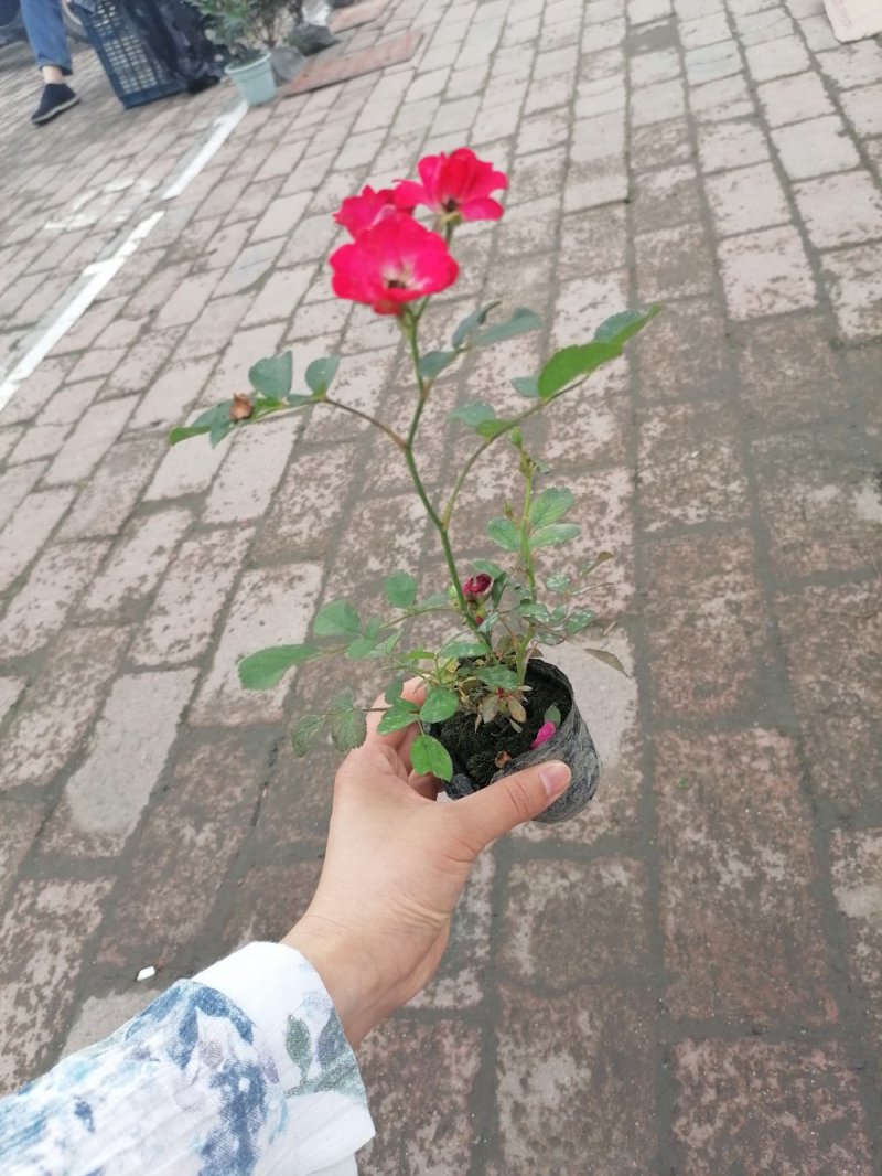 丰花月季杯苗大杯苗小杯苗都有货，丰花月季花朵小，花量丰富