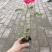丰花月季杯苗大杯苗小杯苗都有货，丰花月季花朵小，花量丰富
