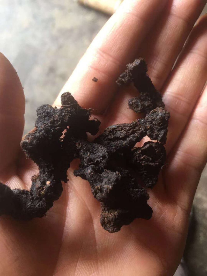 多花倒苗黄精九制黄精