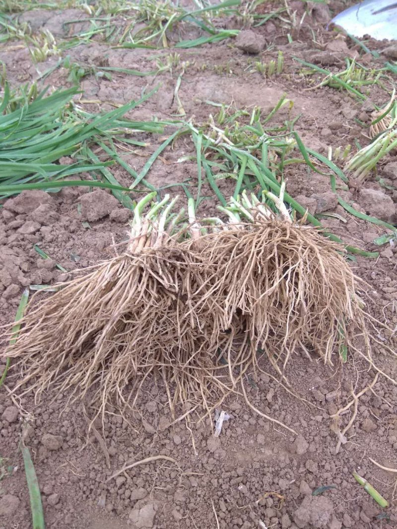 一年韭菜根，粗壮直立基地直销质量保证欢迎选购