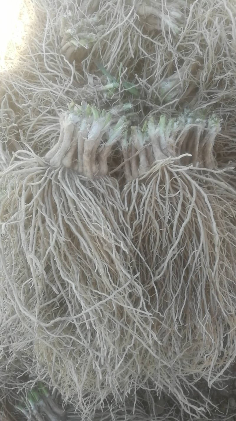 一年韭菜根，粗壮直立基地直销质量保证欢迎选购