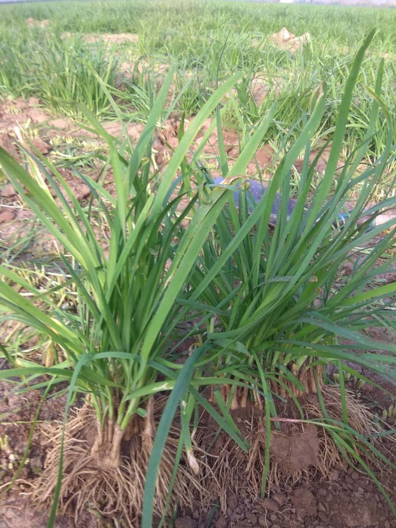 一年韭菜根，粗壮直立基地直销质量保证欢迎选购