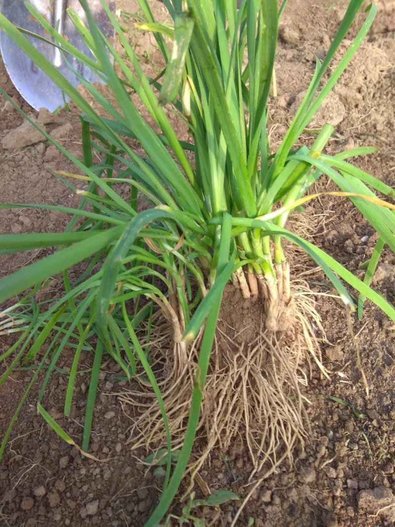一年韭菜根，粗壮直立基地直销质量保证欢迎选购