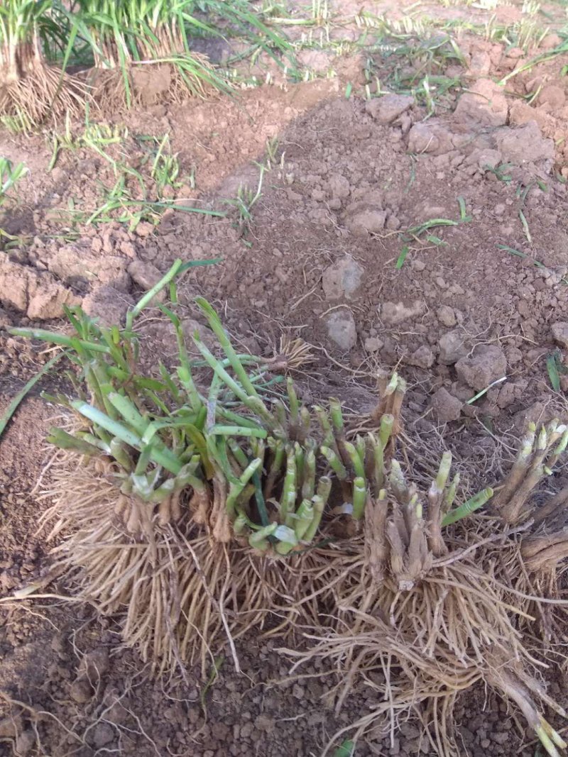 一年韭菜根，粗壮直立基地直销质量保证欢迎选购