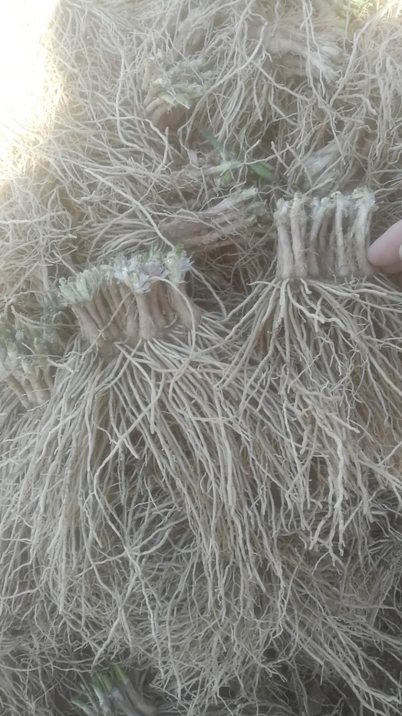 一年韭菜根，粗壮直立基地直销质量保证欢迎选购