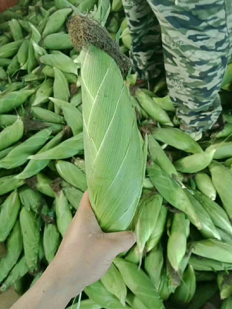 新鲜玉米，黄玉米，甜米，大量现货，期待与您的合作