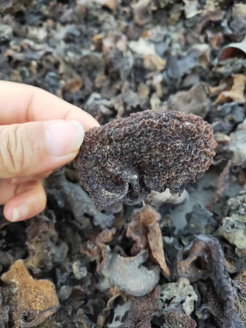 云南纯野生木耳野生木耳干货