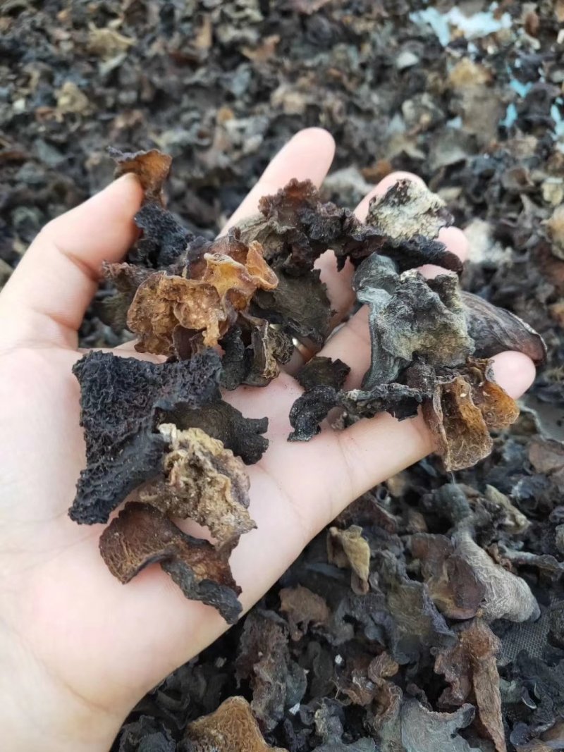 云南纯野生木耳野生木耳干货