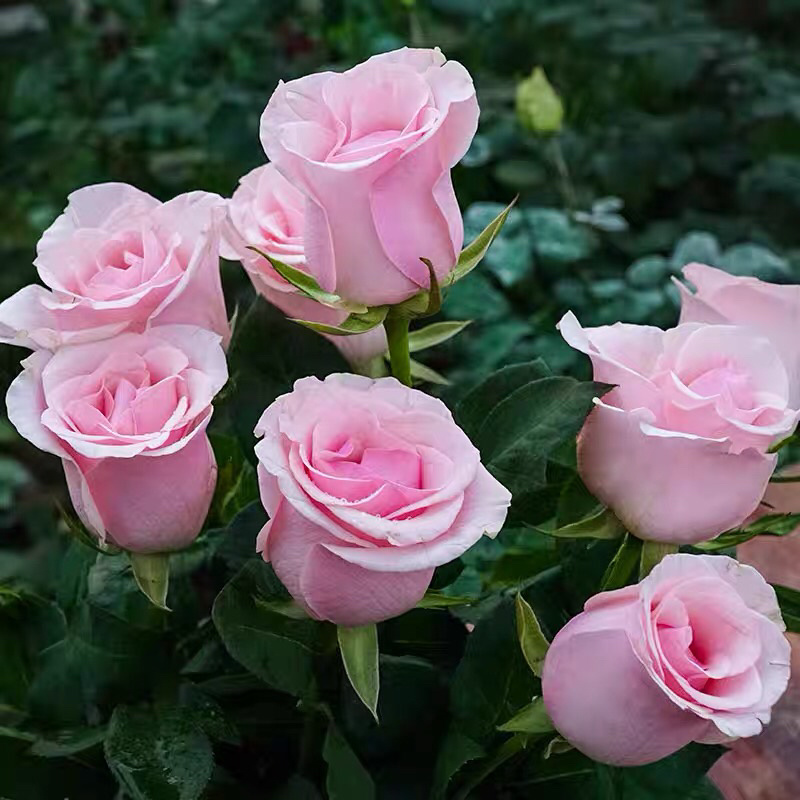 玫瑰苗四季开花月季花大花浓香超20种品种