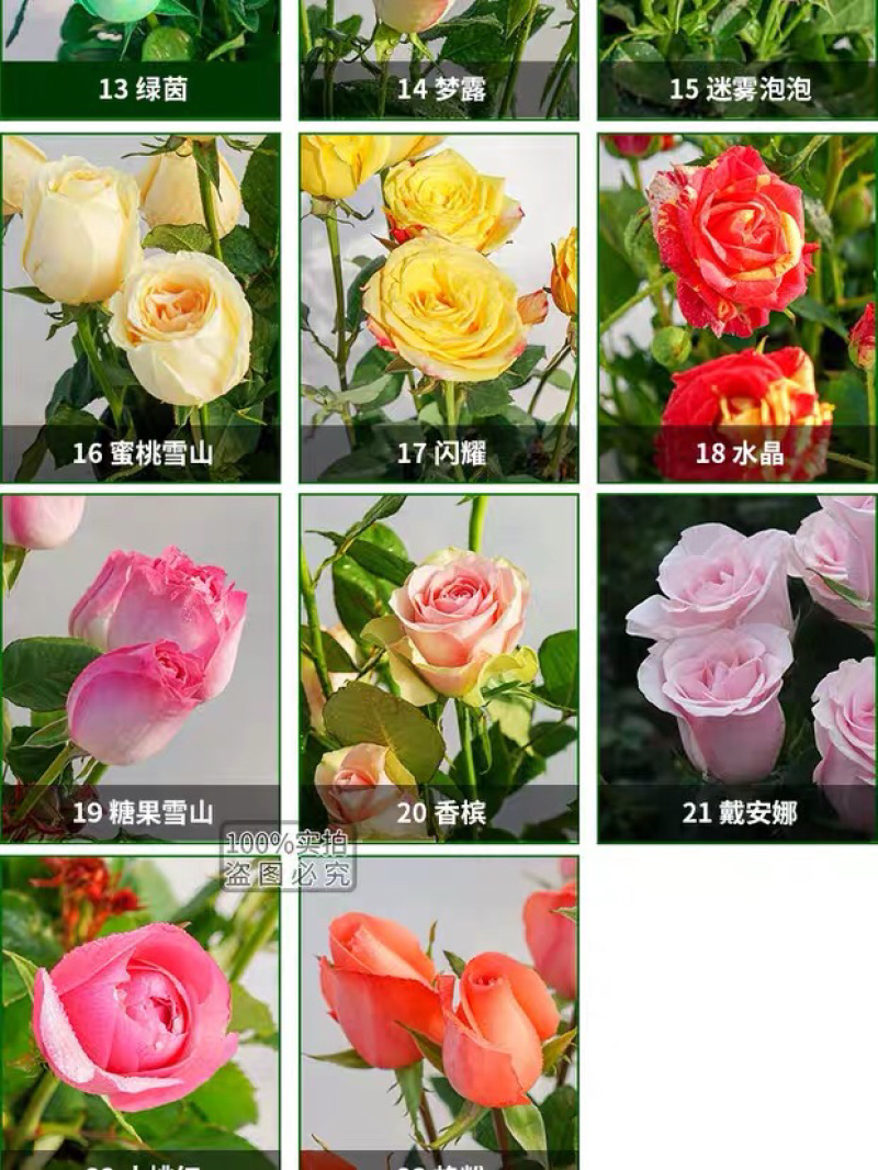 玫瑰苗四季开花月季花大花浓香超20种品种