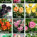 玫瑰苗四季开花月季花大花浓香超20种品种